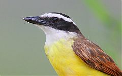 Great Kiskadee